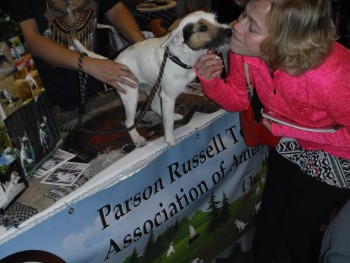 parson-russell-terrier