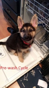 Dishwasher pup