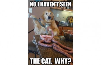 memes-5