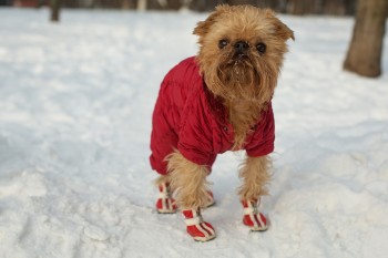 Dog  In  Clothes And Shoes