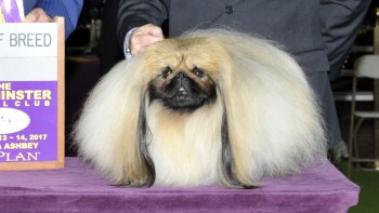 Photo:  Westminster Kennel Club