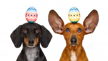 Easter Bunny Dogs With Egg