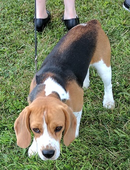 What's better than a Beagle?
