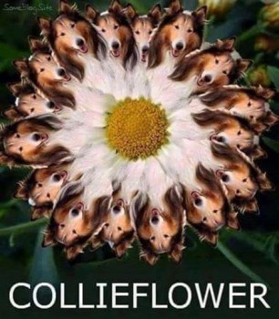 collieflower
