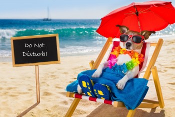 Dog Siesta On Beach Chair