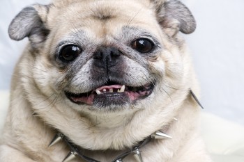 Pug smiling with punk studded dog tag