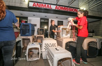 Photo:  John Spink, Atlanta Journal Constitution.  The Atlanta Humane Society has taken in 100 animals to clear room in Houston shelters for storm refugees.
