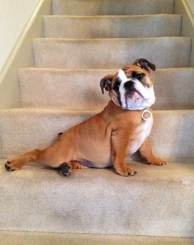 Bulldog on steps