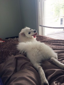 White dog on bed