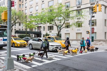 Dogs On The Streets Of Nyc