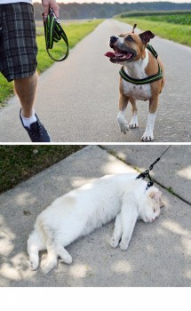 Cat dog walking