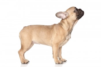 French Bulldog Puppy Posing