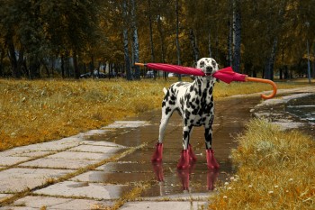 Dog walking with umbrella after autumn rain