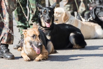 Training Dogs Of War
