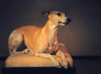 Portrait of hanting whippet dog in the studio