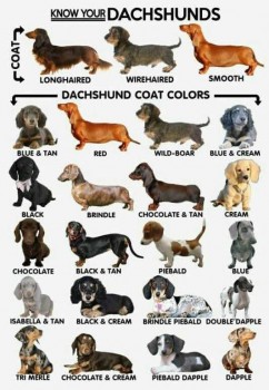 Dog Coat Colors Chart