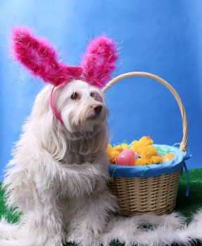 Easter Dog Portrait. A beautiful dog poses for her Easter photos