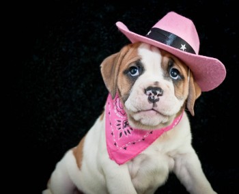 Cowgirl Bulldog Puppy