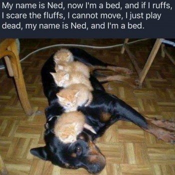 Ned the bed