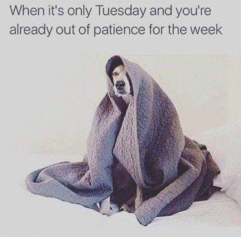 terrible Tuesday