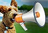 DoggiesTV