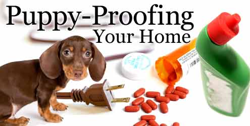 Puppy Proofing Your Home