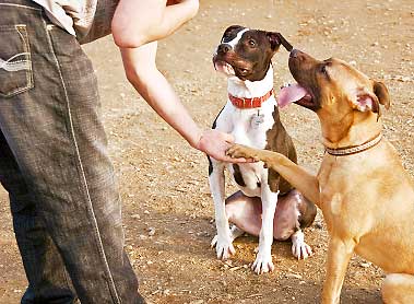 Puppies in school