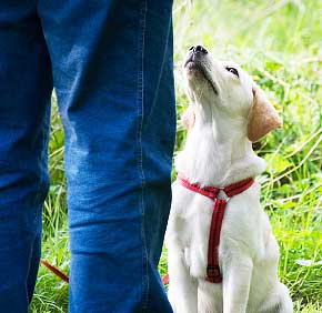 Puppy with leash next to trainer