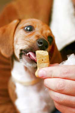 Puppy getting a dog treat