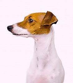 Italian Greyhound
