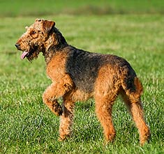 Airedale Terrier