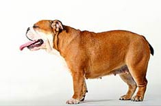 Bulldog