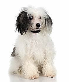 Chinese Crested Breeders