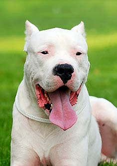 http://www.doggies.com/images-new/breed-guide-dog-photos/Dogo_Argentino_face.jpg
