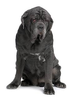 Mastiff