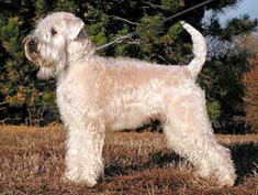 Soft Coated Wheaten Terrier