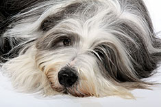 Bearded Collie