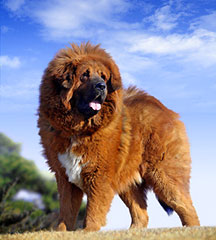 Tibetan Mastiff Breed Information
