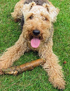 Welsh Terrier