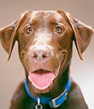 Labrador Retreiver