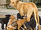 Dog Pregnancy Symptoms