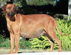 Pregnant pooch