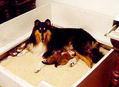 Dog Births on the Way � A Care Guide