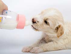 bottle-feeding a puppy