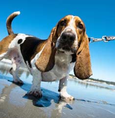 Basset Hound dog on the beach