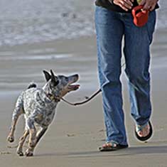 Dog walking on the beach