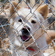 Dog in a kennel