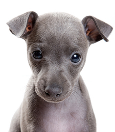 puppy greyhound