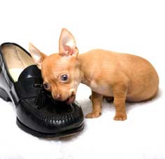Puppy chewing a man's shoe