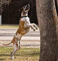 Great Dane barking at a squirrel up a tree